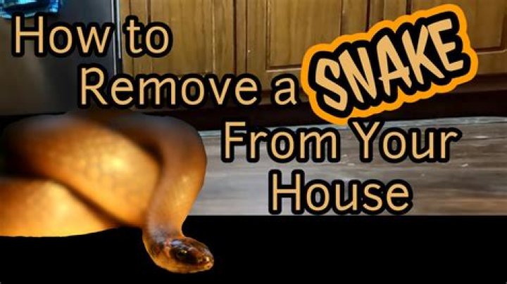 Advise From Doctor advises On How To Prevent Snakes From Getting Into Toilet Bowls