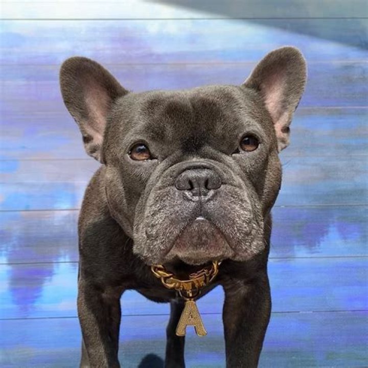 Blue Frenchie Apollo Net Worth 2024, Age, Height, Bio, Birthday, Wiki!