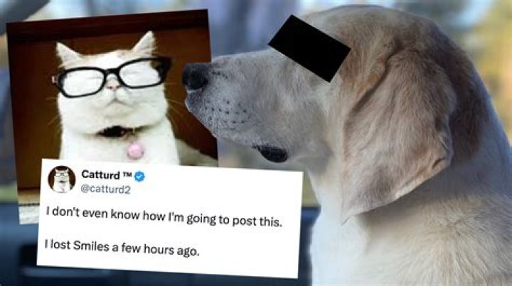 Fame | Catturd net worth and salary income estimation Apr, 2024