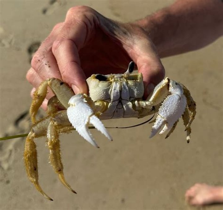 Confusion As Crabs Come Out Of A Traveler’s Bag At The Airport (VIDEO)