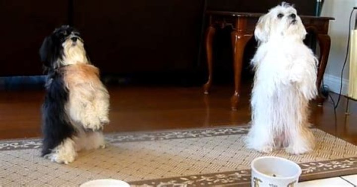 Dogs ‘Praying’ Before Their Meals Amazes Twitter Users (VIDEO)