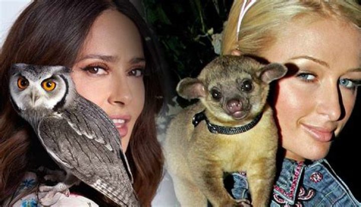 Exotic Animals - Pets of Celebrities