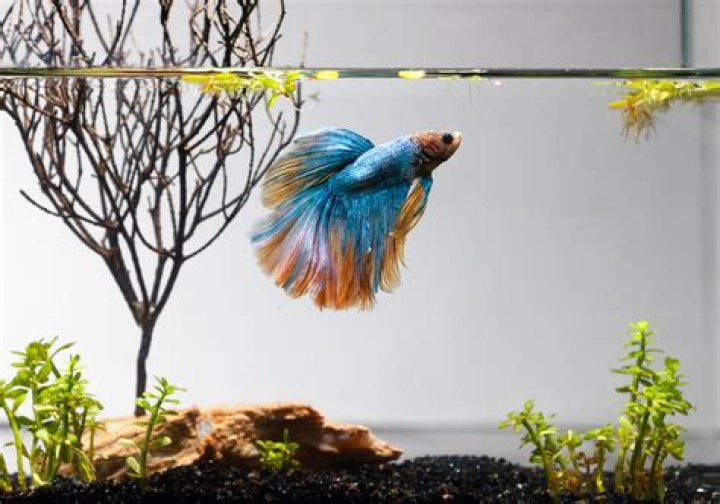 Female Betta Fish: Appearance, Companions & Care Guide