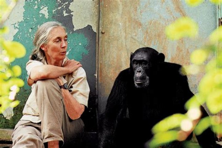 Jane Goodall- Wiki, Age, Husband, Net Worth, Height, Ethnicity