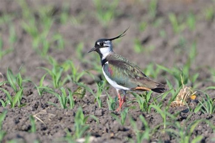 Kibitz Net Worth, Age, Height, Bio, Birthday, Wiki!