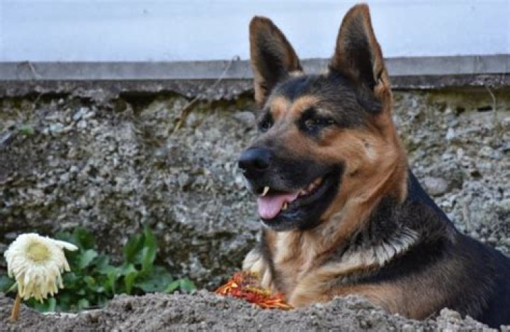 Loyal Dog Refuses To Leave Owner’s Grave A Week After His Death