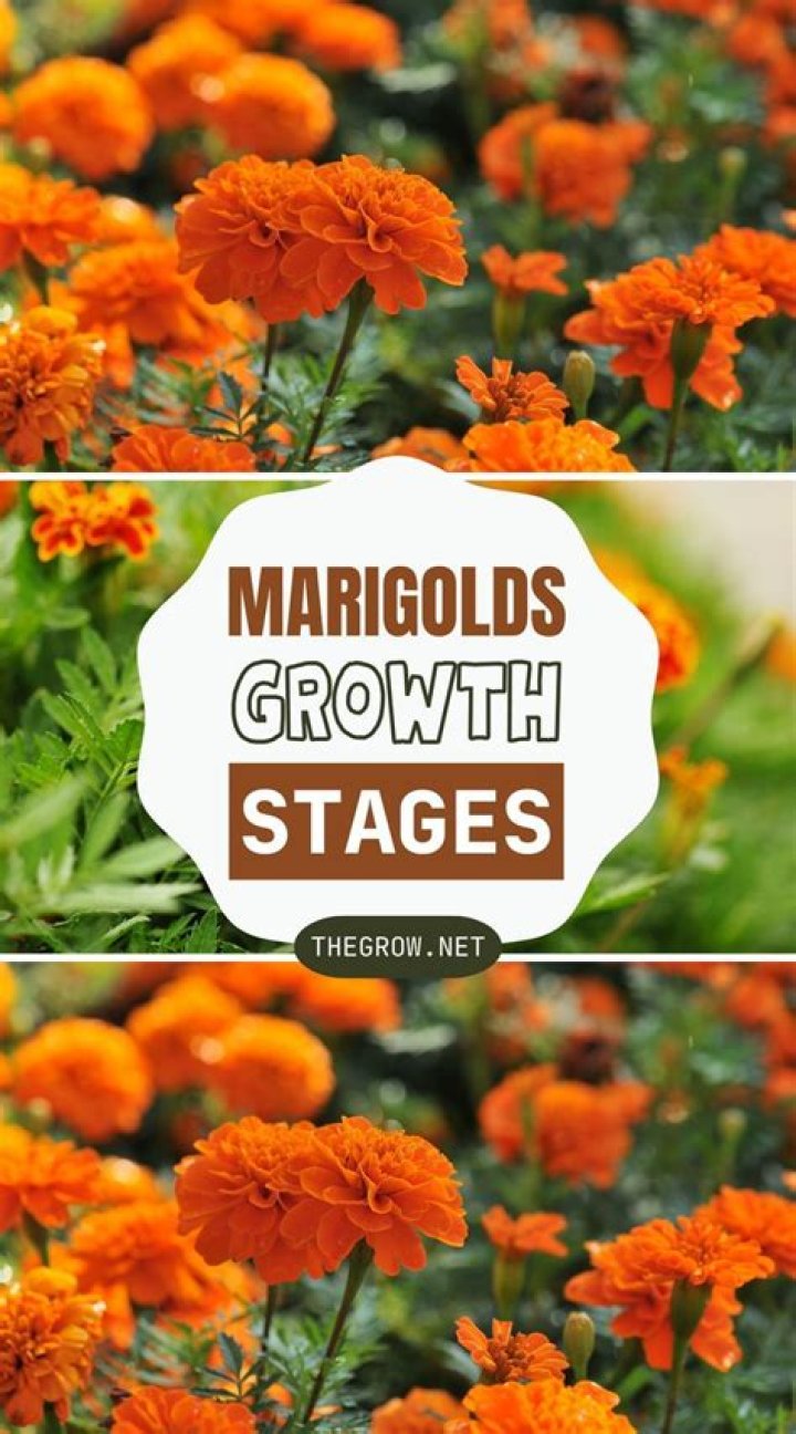 Marigolds: From Houses to Stages