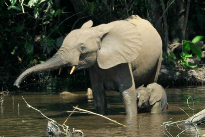 “Mouse Sperm Is Larger Than Elephant Sperm” – Uber Facts Reveals