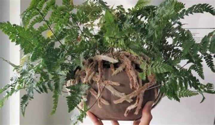 Meet Renda St. Clair: Rex Tillerson’s wife