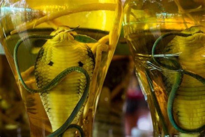 REVEALED: Some Youth Now Drink Alcohol Soaked With Snake To Make Them Super High