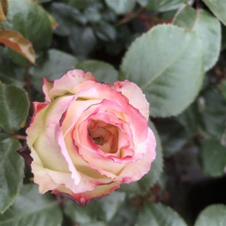 Sue Rose Net Worth, Age, Height, Bio, Birthday, Wiki!