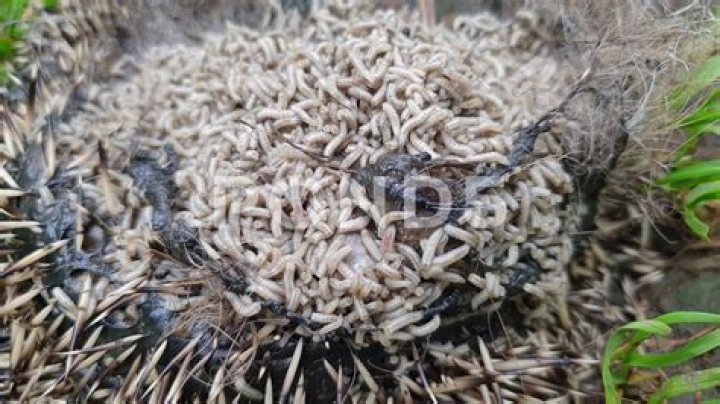 Video Showing Bobrisky’s Visible ‘Decaying’ Body Gets People Talking On Social Media